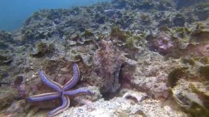 Иногда осьминоги бьют рыб без видимой  на то причины.