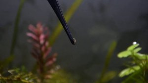 Червь водяная змейка в аквариуме.