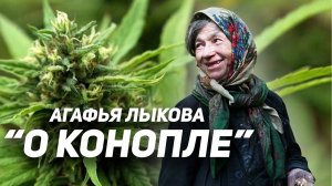 Агафья Лыкова 2019 | Рассказ о конопле