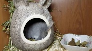 В каком возрасте нужно ссаживать Шиншилл!