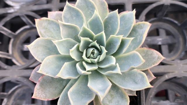 Echeveria Violet Queen 多肉植物圖鑑 紫羅蘭女王 смотреть онлайн