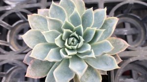 Echeveria Violet Queen 多肉植物圖鑑 紫羅蘭女王