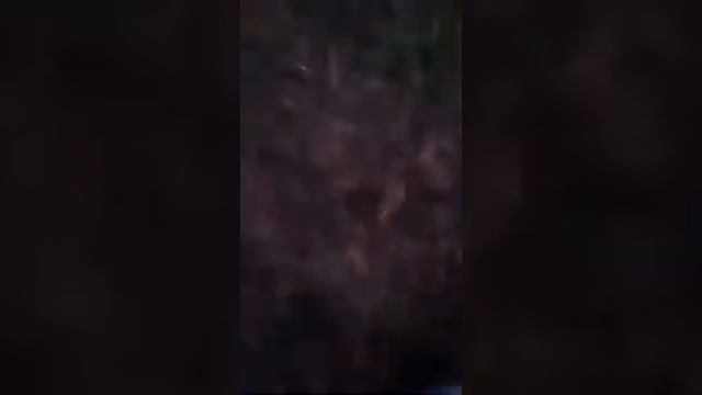 Дом на дереве часть 2;2-й сезон смотреть онлайн