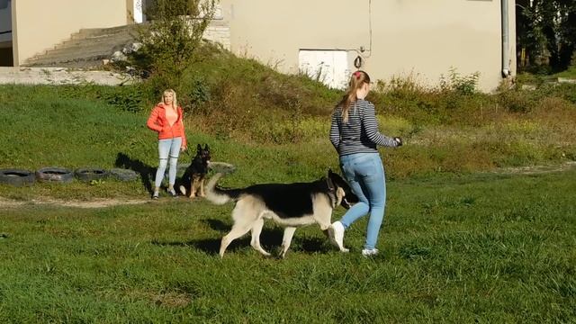 ВЕО ВИВАТ ФИНИСТ ЯСНЫЙ СОКОЛ (Вео Виват Витас х Вео Виват Одри) – ПРК +(рядовость) смотреть онлайн