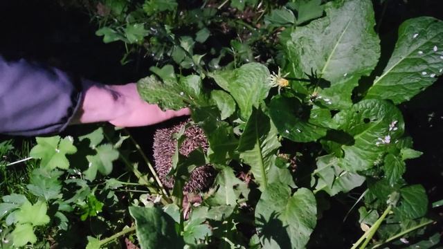 Ёж в Ботаническом саду смотреть онлайн