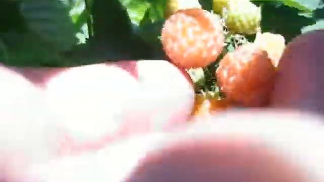 Желтый Кумберленд смотреть онлайн