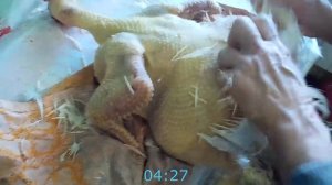 (ч.8)Убой, ощипывание и потрошение бройлеров в домашних условиях.