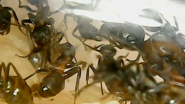 Raptiformica sanguinea | Кроваво-красные муравьи-рабовладельцы [Гамма Ориона] смотреть онлайн