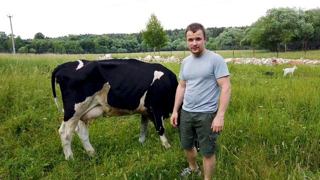 Корова родила! смотреть онлайн