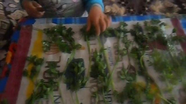 Как заморозить петрушку с сохранением ее полезных свойств