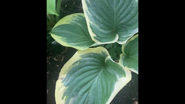 Хоста "Бродвей" - Hosta "Broadway" смотреть онлайн