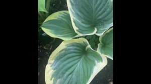 Хоста "Бродвей"  -  Hosta  "Broadway"