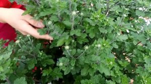 Giant flower tree, bloom all year round and how to propagate for many roots