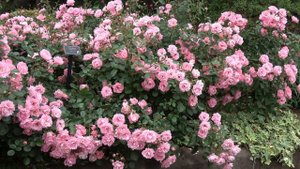 バラ ゾマーヴィント サマーウィンド薔薇 Sommer wind rose rosegarden roselove　fiore Fleurs Blumen Bunga Hoa Flores bloe