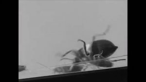 Отпугиватель грызунов и насекомых pest reject пест реджект, цена отзывы и где купить