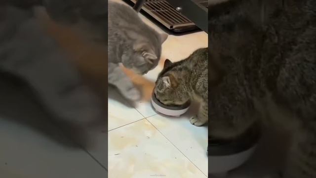 Love is... смотреть онлайн