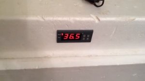 Инкубация цыплят Кобб-500 ,как это сделать правильно для новичков.