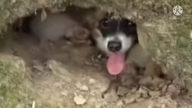 Щенок застрял в ужасном месте.. он замёрз и был голодный... кроха на волоске от гибели смотреть онлайн