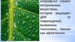 Ростки пшеницы Польза