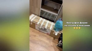 ДАША ДОШИК В ТИК ТОК //ДОШИК ЛУЧШАЯ ПОДБОРКА ТИК ТОК | ТРЕНДЫ ТИК ТОК 2022