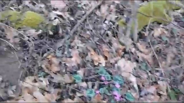 Цикламены,репортаж из зимнего леса смотреть онлайн