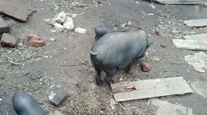 Жёлуди,хороший прикорм для поросят(но не подсосных!)