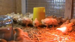 Выращивание цыплят бройлеров дома № 3