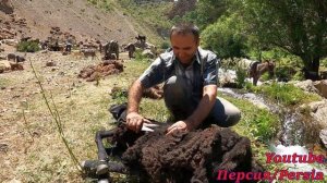 НОВИНКА 4К!/ТАДЖИКИСТАН/Стрижка баранов/Мы это делаем один раз в год/Tajikistan Sheep shearing