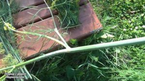 Венки из УКРОПА. Как сушить и хранить укроп.