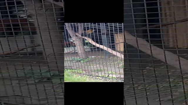Харза Уссурийская Челябинского зоопарка 27.08.2024 #докторндн #пасхальвиварий #челябинск #зоопарк