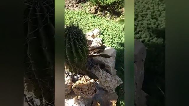 Как заставить кактус цвести? смотреть онлайн