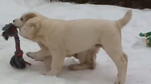 белый алабай 2 смотреть онлайн