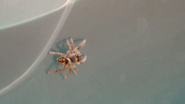 Прогулка Паука-скакуна смотреть онлайн