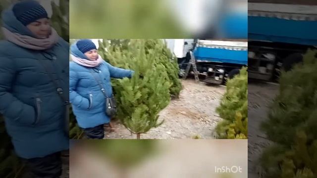 Первые ёлочки приехали в Камышин смотреть онлайн