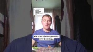 КАК ПЕРЕСАДИТЬ ГОДОВАЛЫЙ КУСТ ВИНОГРАДА
