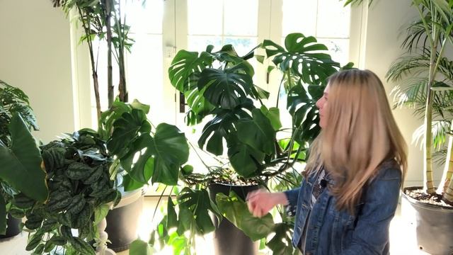 Houseplant Tour & Indoor Plant Care Tips