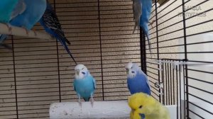 Учим попугая по имени Cтепа говорить. Видеоурок 1:"Степа красавчик!"