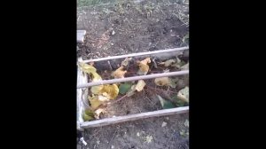 осеннее и зимнее укрытие молодого винограда на Урале
