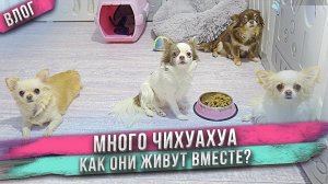 Собака охраняет корм и не дает остальным! Жесткая иерархия в стае чихуахуа.