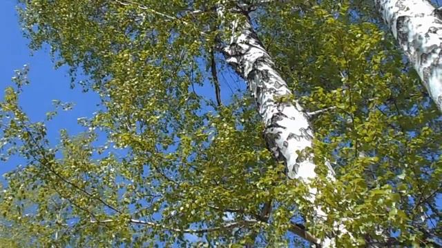 С берёзкой тихий диалог:) смотреть онлайн