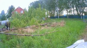 Уборка деревьев с участка