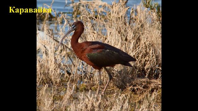 Красная книга Птицы России смотреть онлайн