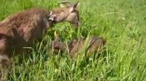 Камерунская карликовая коза