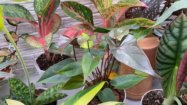 Будни цветовода | Обзор комнатных растений на стеллаже | 3 часть | 14.09.2022г. смотреть онлайн