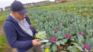 Цвітна капуста яка вас здивує‼️ Вирощування