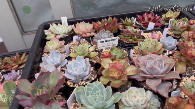 【多肉植物】紅葉多肉でベランダが華やいできました❣️菊芋レシピ❣️【ガーデニング】 смотреть онлайн