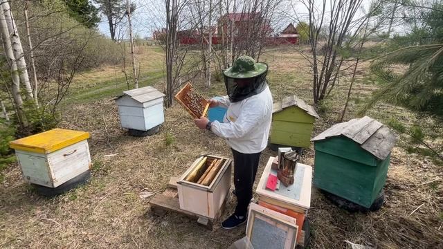 Нашел матку в улье. Вышла очередная, молодая королева пчелиной семьи. смотреть онлайн