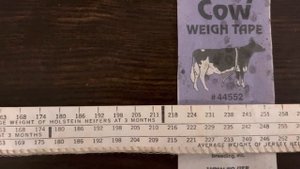 Вес тёлочки Голштина и Джерсейки  в 3 и 6 месяцев. Канадские стандарты