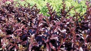 Best Perennials - Sedum 'Dark Magic' (Stonecrop)