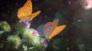 Relaxing music | Watch butterflies and sleep deeply